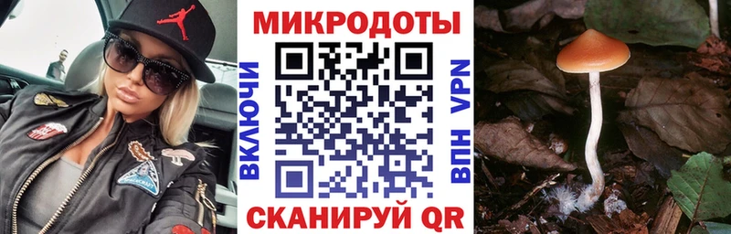 Купить где  Медногорск  Галлюциногенные грибы Psilocybe 